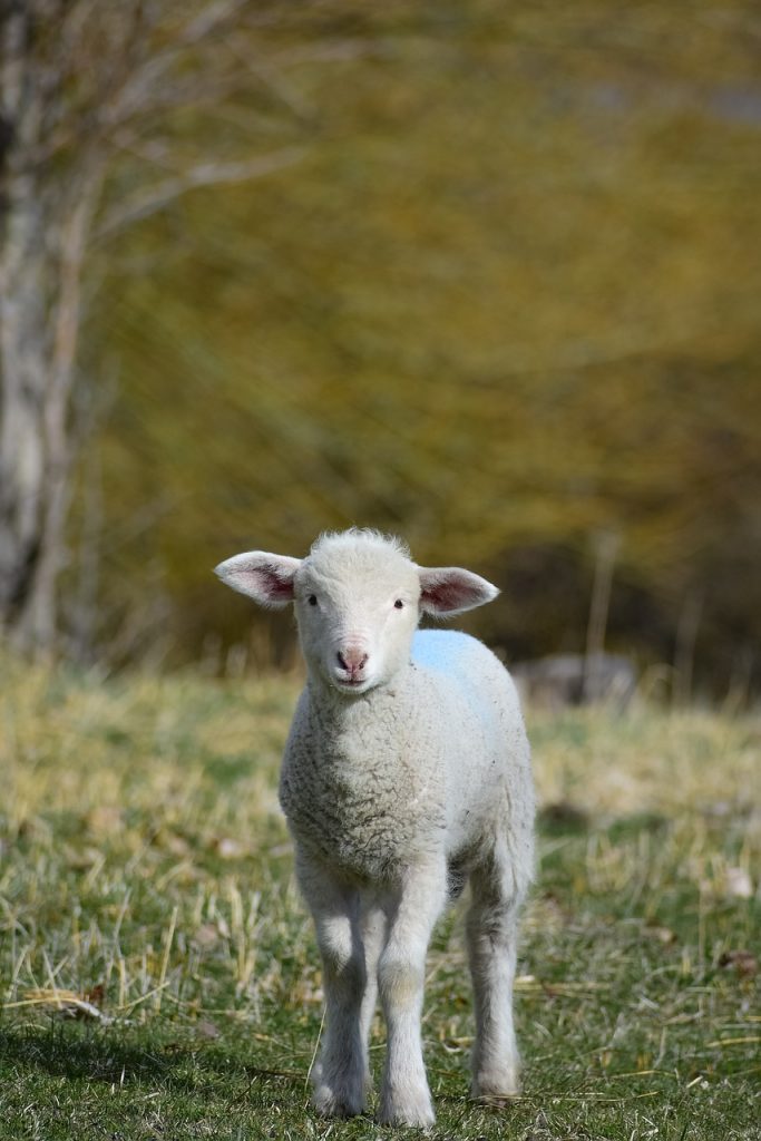lamb, animal, sheep-4659214.jpg